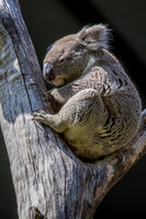 Taronga Zoo